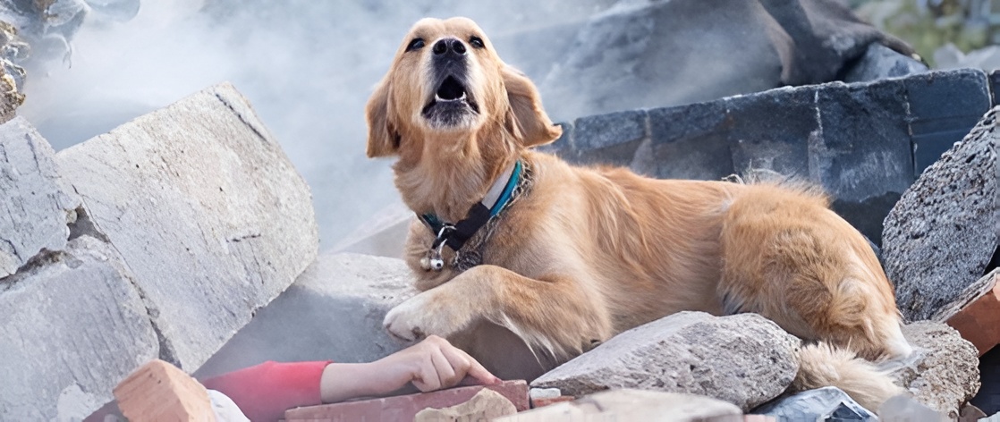 Yetiştiriciler için El Kitabı - Köpek Irklarının Önemi